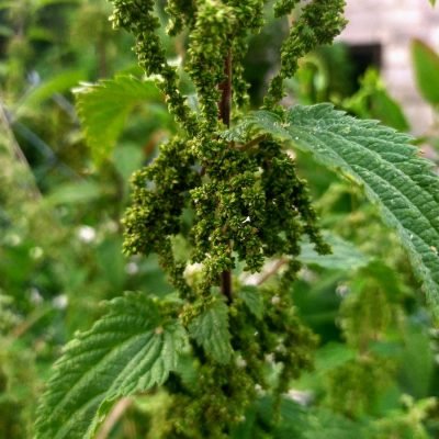 IMG_20200809_171152_1